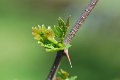 Zanthoxylum simulans - žlutodřev čínský - jarní větévka